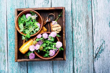 Yonca veya trefoil çiçek şifalı otlar. Şifalı otlar