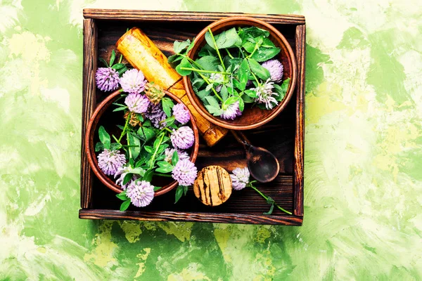 Klöver Eller Klöver Blomma Medicinalväxter Helande Örter — Stockfoto