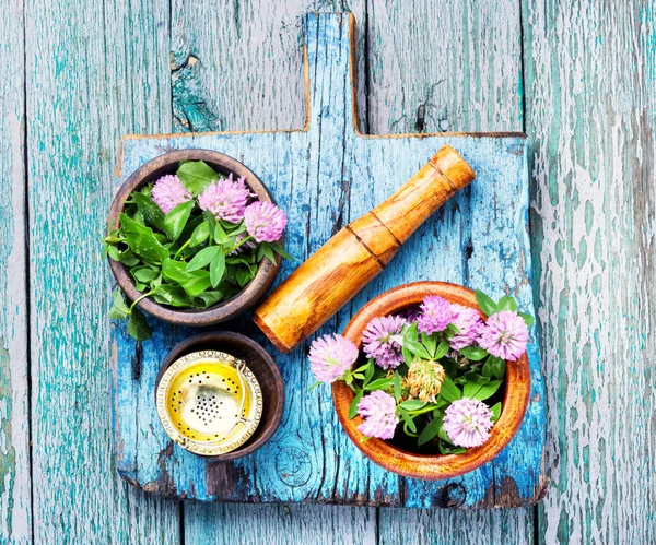Clover Trefoil Flower Medicinal Herbs Healing Herbs — Stock Photo, Image