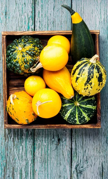 Bodegón Otoño Con Calabazas Sobre Fondo Madera Cosecha Otoño —  Fotos de Stock