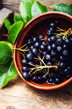 Aronia melanocarpa veya siyah chokeberry yaprakları ile. Herbalism