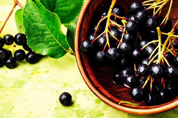 Aronia Melanocarpa Chokeberry Nero Con Foglie Erboristeria — Foto Stock