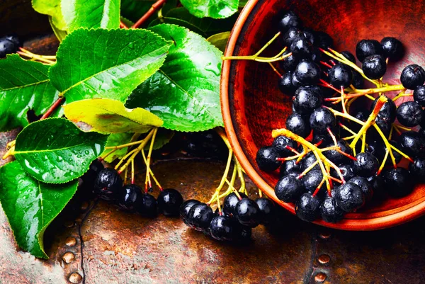 Aronia Melanocarpa Myrtille Noire Aux Feuilles Herbalisme — Photo