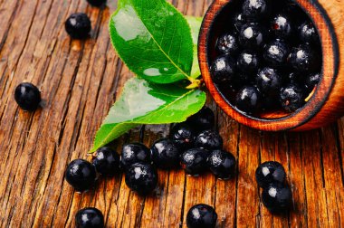 Aronia melanocarpa veya siyah chokeberry yaprakları ile. Herbalism