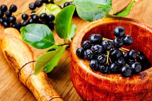 Aronia Melanocarpa Chokeberry Negro Con Hojas Herbalismo — Foto de Stock