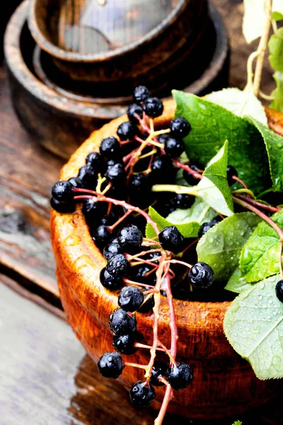 Aronia Melanocarpa Gargantilla Negra Con Hojas Herbolario — Foto de Stock