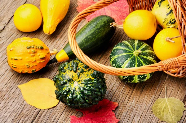 Hermoso Fondo Estacional Otoño Con Calabazas Cesta Concepto Naturaleza Otoño —  Fotos de Stock