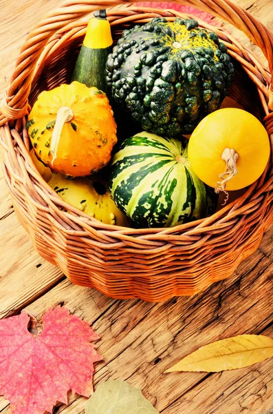 美丽的秋天季节背景与南瓜在篮子 秋天自然概念 图库图片