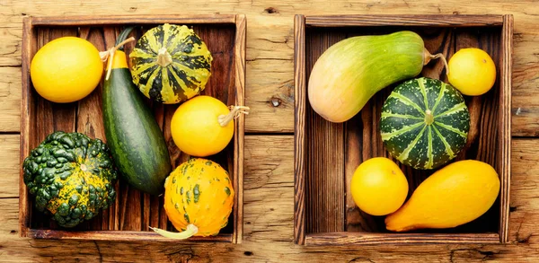 Güzel sonbahar Mevsimlik arka plan ile kabak kutusunda. Sonbahar doğa kavramı