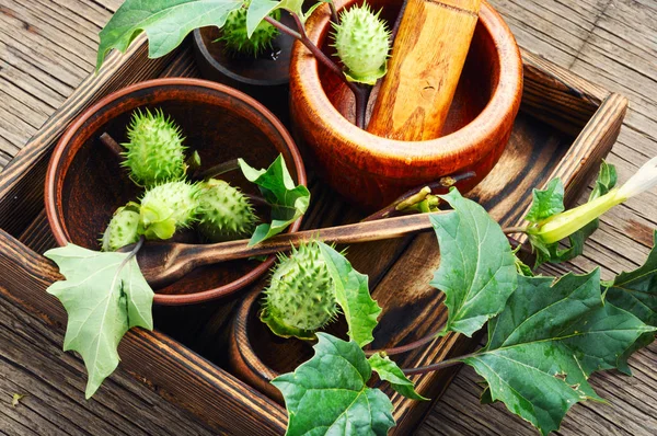 Datura Pflanze Dope Stramonium Oder Dorn Äpfel Heilkräuter — Stockfoto