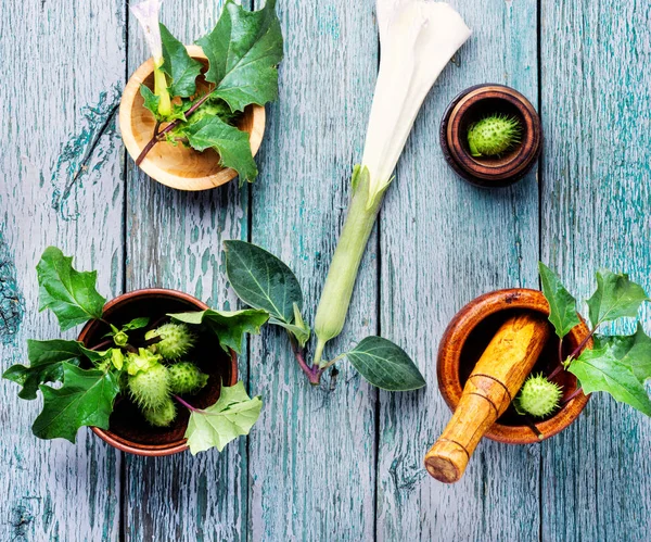 Planta Datura Droga Estramônio Espinho Mação Ervas Medicinas Healing — Fotografia de Stock