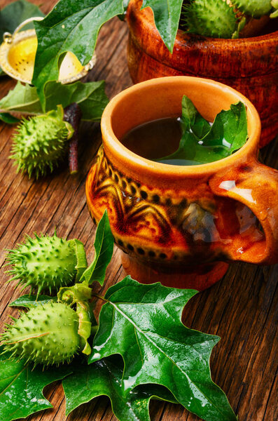 лечебный напиток из лекарственных трав datura.Herbs медицины
