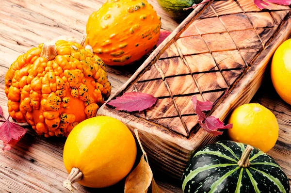 Güzel sonbahar Mevsimlik arka plan ile kabak. Sonbahar doğa kavramı