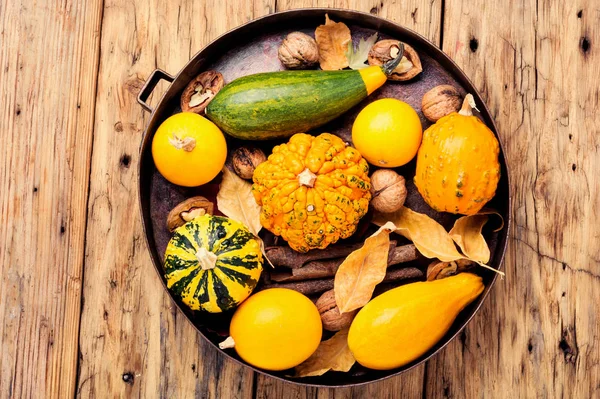 Jesienne Sezonowy Tło Tacy Pumpkinsin Jesień Koncepcja Natura — Zdjęcie stockowe