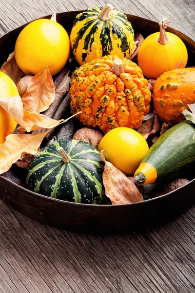 Herfst Seizoensgebonden Achtergrond Met Pumpkinsin Lade Herfst Natuur Concept — Stockfoto