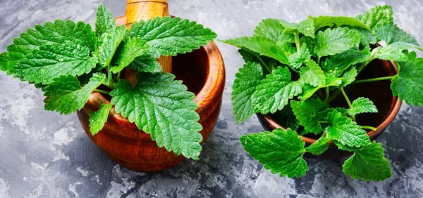 Melissa Daun Atau Lemon Balm Bowl Melissa Daun — Stok Foto