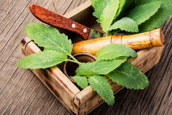 Salvia Hierbas Curativas Caja Madera Sobre Mesa Medicina Herbal —  Fotos de Stock