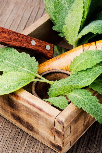 Salvia Hierbas Curativas Caja Madera Sobre Mesa Medicina Herbal — Foto de Stock