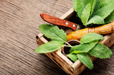 Adaçayı, şifalı otlar ahşap kutusunda tablo. Bitkisel ilaç