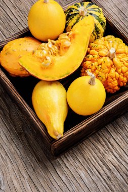 Pumpkinsin kutusu ile sonbahar Mevsimlik arka plan. Sonbahar doğa kavramı. Hasat