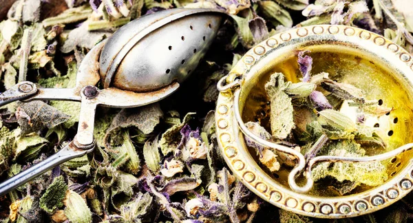 Torka Salvia Ört Örtmedicin Helande Örter Alternativ Medicin Naturläkemedel Salvia — Stockfoto