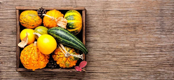 Olika Sorters Squash Och Pumpar Höstskörd — Stockfoto