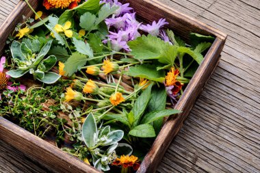 Natural herbal medicine with herbs and flowers on rustic wood background.Assorted natural medical herbs clipart