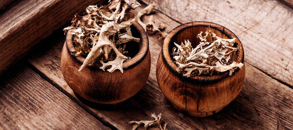 Icelandic moss in traditional medicine.Natural medicine, herbs