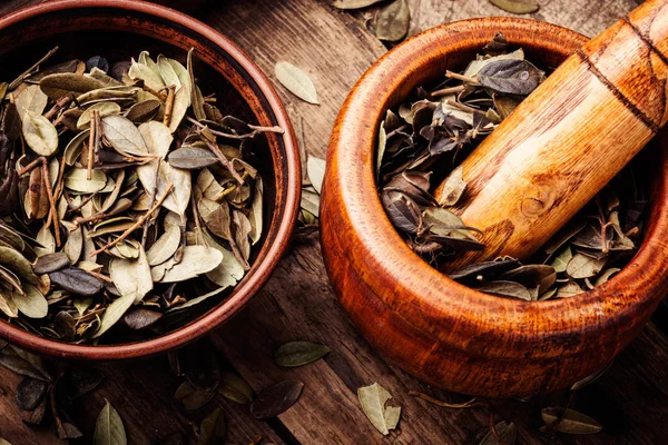 Bitkisel Tıp İsveç kirazı yaprakları kurutulur. Harç şifalı otlar