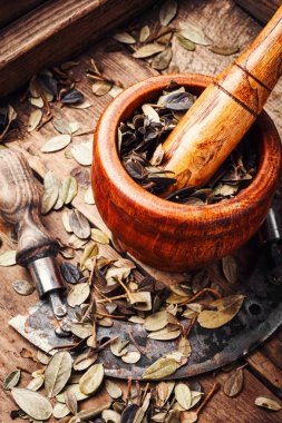 Kurutulmuş yaban mersini yaprakları. Şifalı bitkiler. Alternatif tıpta kurutulmuş bitkiler