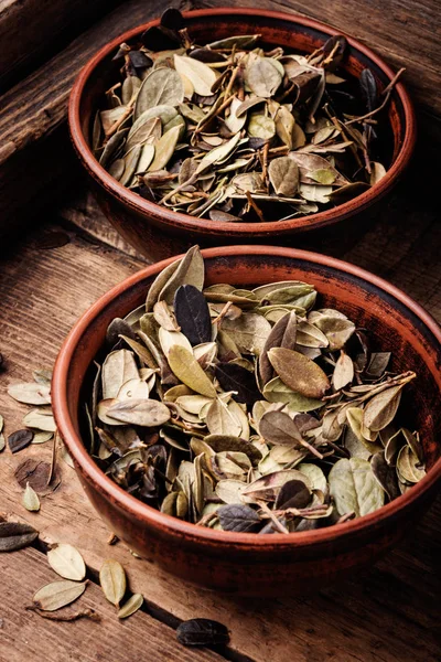 Hojas Arándano Rojo Del Bosque Seco Fitoterapia Hierbas Medicinales — Foto de Stock