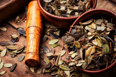 Kurutulmuş orman İsveç kirazı yaprakları. Fitoterapi şifalı otlar. Bitkisel ilaç