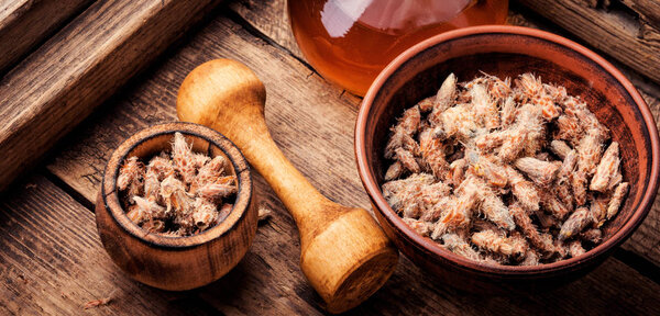 Pine buds, natural healer