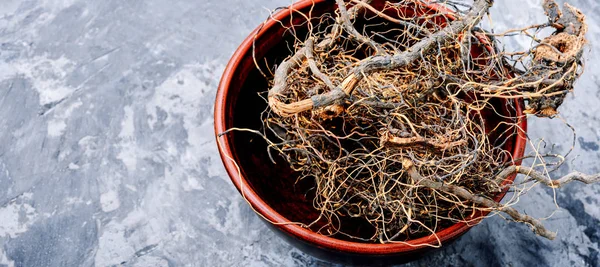 Maral root in herbal medicine — Stock Photo, Image