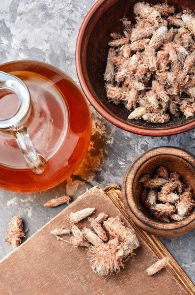 Pine buds, natural healer