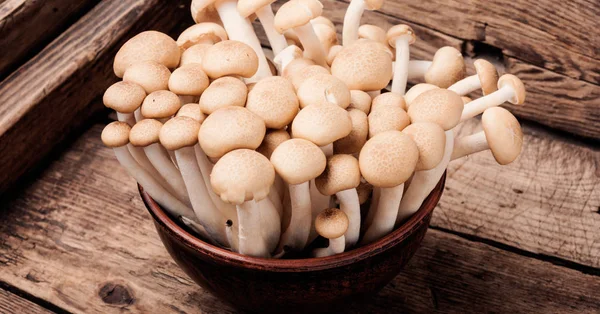 Čerstvé syrové houby — Stock fotografie