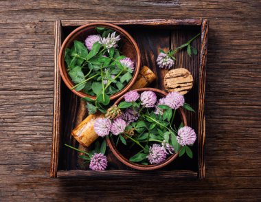 Bitkisel ilaçta Clover