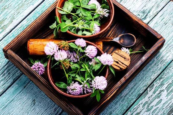 Trébol en la medicina herbal — Foto de Stock