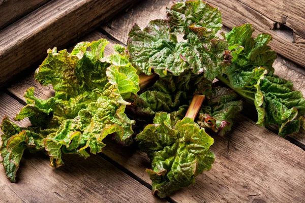 Bunch of fresh rhubarb — Stock Photo, Image