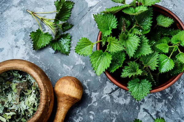 Brandnetels, urtica medisch kruid — Stockfoto