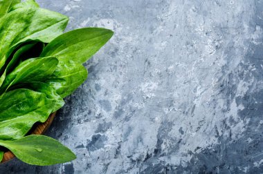 Plantain değerli şifalı bitkiler