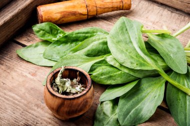 Plantain değerli şifalı bitkiler