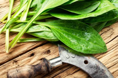 Plantain değerli şifalı bitkiler