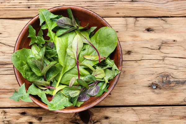 Friska spring sallad — Stockfoto