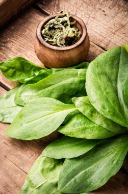 Plantain değerli şifalı bitkiler