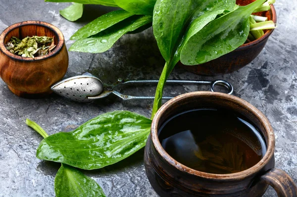 Herbal plantain tea — Stock Photo, Image