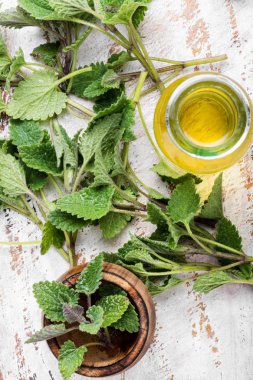 Taze yeşil yaprak Melissa