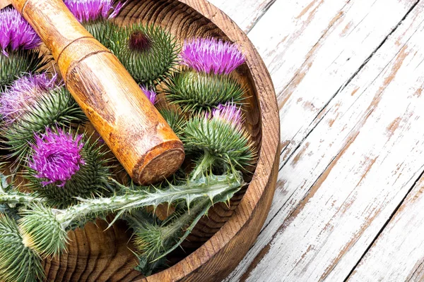 Prickly thistle blooming — Stock Photo, Image