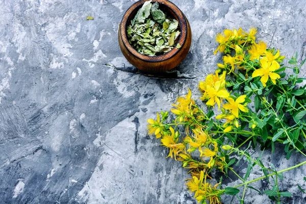 Bunch of blooming Hypericum — Stock Photo, Image