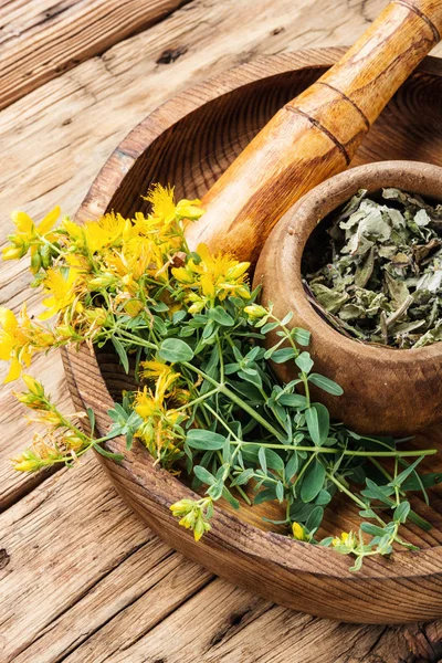 Bunch of blooming Hypericum — Stock Photo, Image